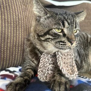 Cozy Knit Cat Scarf - Brown